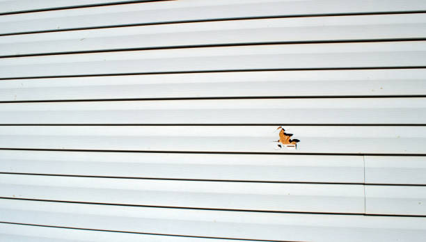 Best Custom Siding Design  in Soldotna, AK